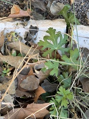 Geranium carolinianum