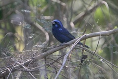 Cyanocompsa parellina