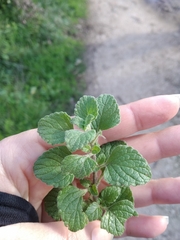 Clinopodium nepeta