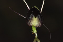 Corybas trilobus