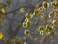 Holoptelea integrifolia