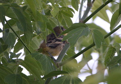Icterus spurius