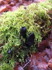 Xylaria polymorpha