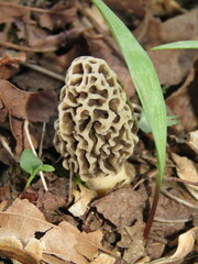 Morchella