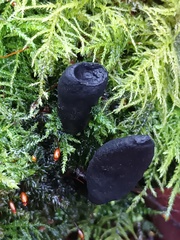 Xylaria polymorpha