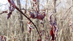 Toxicodendron vernix