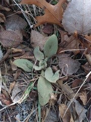 Verbascum thapsus