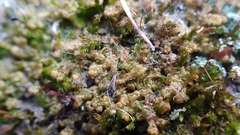 Ptilidium pulcherrimum