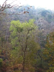 Holoptelea integrifolia