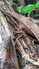 Epipedobates boulengeri