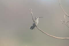 Cynanthus doubledayi