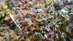 Ptilidium pulcherrimum