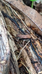 Epipedobates boulengeri