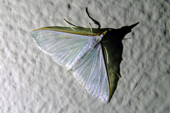 Diaphania