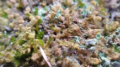 Ptilidium pulcherrimum