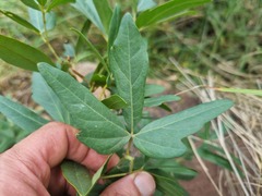 Rhoicissus revoilii