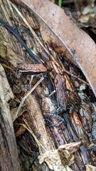 Epipedobates boulengeri