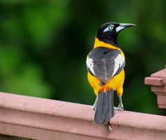 Icterus icterus