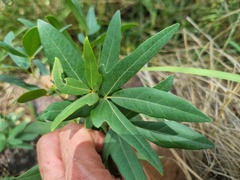 Rhoicissus revoilii