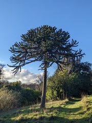 Araucaria araucana
