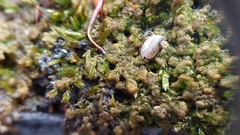 Ptilidium pulcherrimum