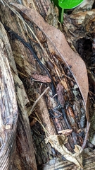 Epipedobates boulengeri