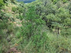 Rhoicissus revoilii