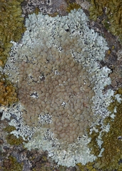 Squamarina lentigera