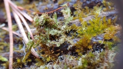 Ptilidium pulcherrimum