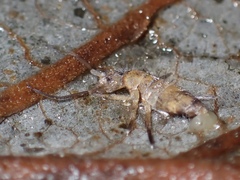 Tomoceridae