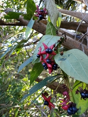 Clerodendrum trichotomum
