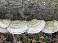 Trametes hirsuta
