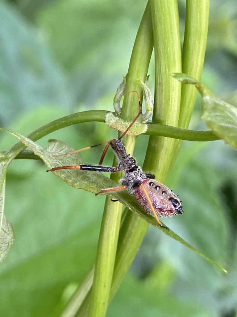 Arilus carinatus