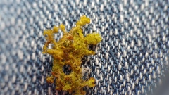 Ptilidium pulcherrimum