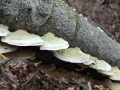 Trametes hirsuta