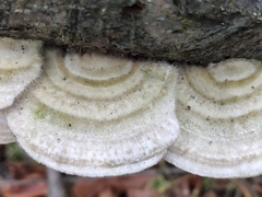 Trametes hirsuta
