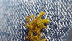 Ptilidium pulcherrimum