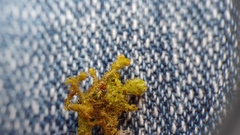 Ptilidium pulcherrimum