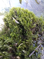 Fontinalis antipyretica