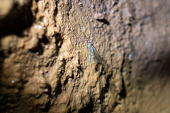 Limoniidae