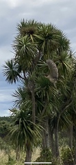 Botaurus poiciloptilus