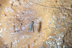 Limoniidae