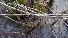 Equisetum fluviatile