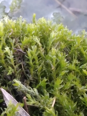 Fontinalis antipyretica