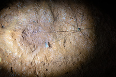 Limoniidae