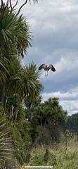 Botaurus poiciloptilus