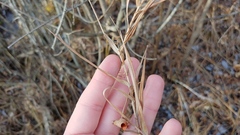 Dulichium arundinaceum