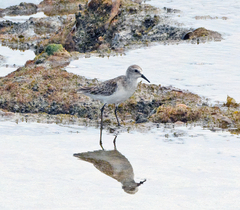 Calidris minuta