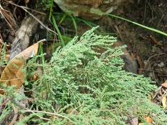 Asparagus flavicaulis