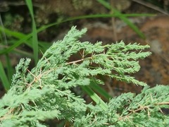 Asparagus flavicaulis